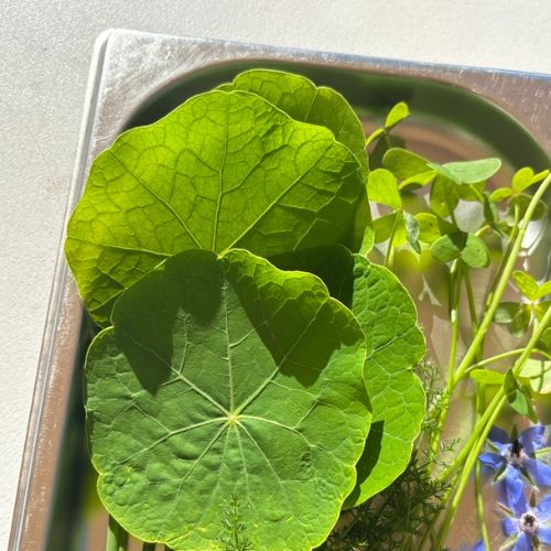 Capucine_herbes_aromatques