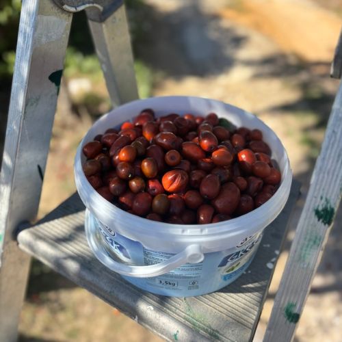 Jujube_recoltes_de_saison