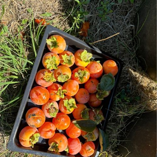 Potager_table_ciel_ouvert_Sixfourslesplages_2026