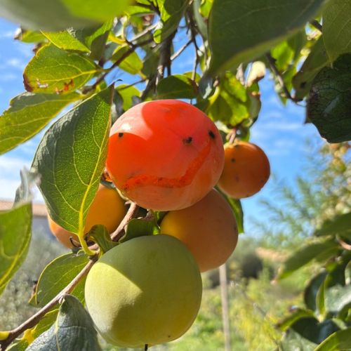 ateliers_cuisines_exotiques_machiroplats