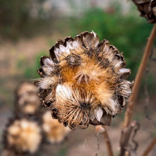 fleurs_de_potager_machiroplats2026