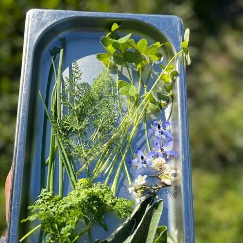 herbes_aromatiques_potager